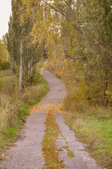 Obraz premium autumn in the forest