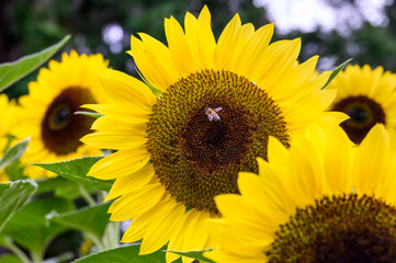 Honeybee pollinating a beautifully bright backlit classic sunflower growing in a garden

