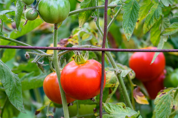 Hybrid tomatoes growing in a kitchen garden supported by wire cages, ripe and unripe tomatoes
