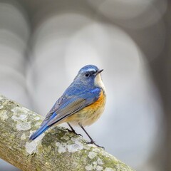 bird on a branch