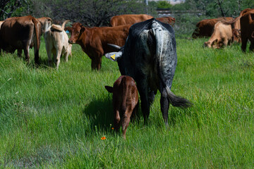 vaca y becerro