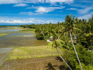 Aerial of a vast area of rice paddies flanked by coconut trees in Tubigon, Bohol. Flat plains used...