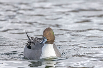 Drake Northern Pintail Anas acuta