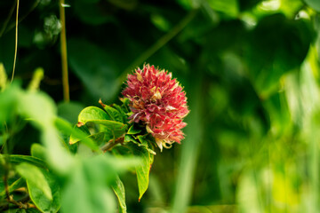 Red flower in green background