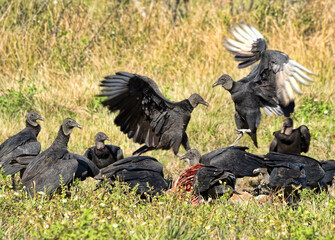 Vulture Feast - Coragyps atratus