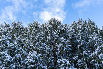 pine tree forest with some snow fell on the leaves under the cloudy blue sky.
