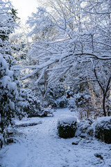 Fototapeta premium narrow path in the park with trees around it covered with snow on a winter morning 