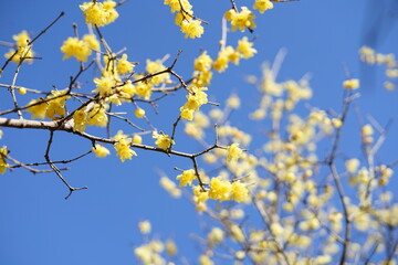 青空に映える満開のロウバイ