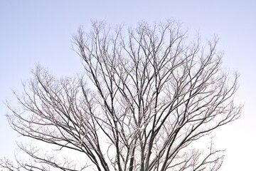 Fototapeta na wymiar Tokyo,Japan - January 7, 2022: Snow-covered Japanese zelkova tree illuminated with the morning sunlight in Tokyo, Japan 