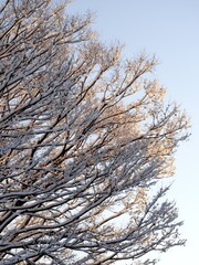 Tokyo,Japan - January 7, 2022: Snow-covered Japanese zelkova tree illuminated with the morning sunlight in Tokyo, Japan
