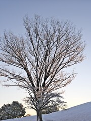 Tokyo,Japan - January 7, 2022: Snow-covered Japanese zelkova tree illuminated with the morning sunlight in Tokyo, Japan
