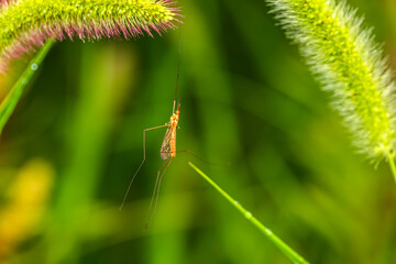 Nephrotoma appendiculata, spotted cranefly