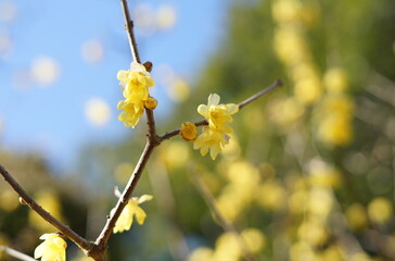 青空に映えるロウバイのアップ