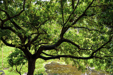 Big tree and branches with fresh green leaves beside the river. Scenery of a long tree close to the pond water and water lettuce