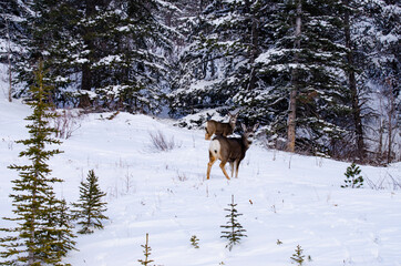 Two Deer Near a Forest