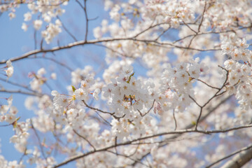 満開の桜