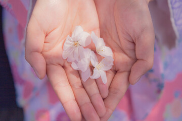 手のひらの桜