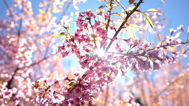 Honey bee is pollinating prunus serrulata flower.