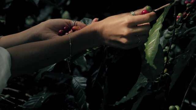 woman farmer is harvesting coffee berries in the coffee farm, arabica coffee berries with agriculturist hands