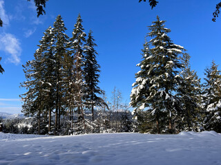Snow covered trees with blue sky