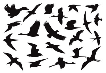 Various Bird Flying Silhouettes Character Cartoon Vector Illustration