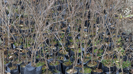 Pomegranate plants nursery without leaves in the autumn season winter