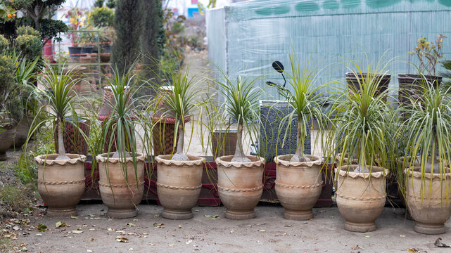 Beacarnea recurvata ponytail palm plants in a large pots