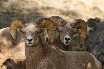 portrait of twin bighorn rams