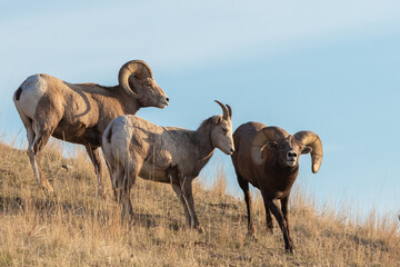 bighorn sheep herd with sky background