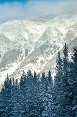 Trees and a Mountain