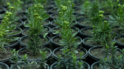 kalanchoe succulents in pots closeup