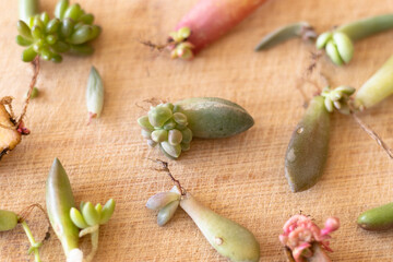 Closeup of a succulents leaf with roots