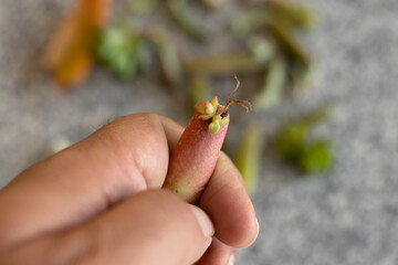 Holding a succulent leaf with tiny roots growing in an early propagation phase with selective focus and blur background