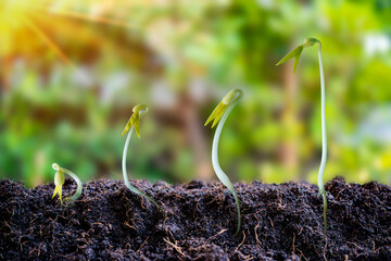 Agricultural plant cultivation ideas steps to grow in the garden