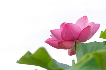 天を仰ぐ蓮の花