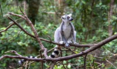 A ring-tailed lemur