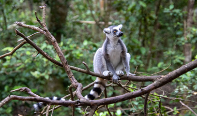 A ring-tailed lemur