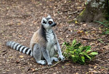 Naklejka na ściany i meble A ring-tailed lemur