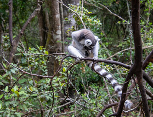 A ring-tailed lemur