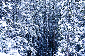 Snow on Spruce Trees