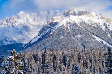 Forest in Front of Mountains