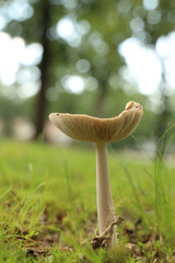 Mushroom in a grassy yard