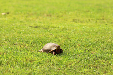Tortoise on the move across green grass