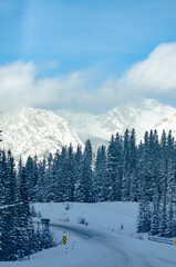 Trees and Mountains in Sunset