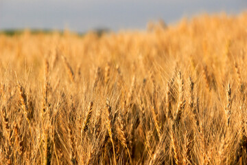 黄金色に実ったムギ畑