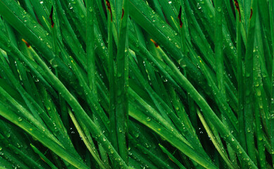 green grass background with dew