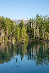 Obraz premium 水面に映る雑木林 