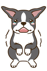 おびえるボストンテリア（ブラックブリンドルホワイト）