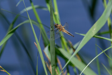 Libelle sitzt auf Schilfhalm vor blauem Hintergrund