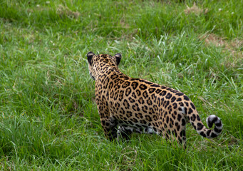 A jaguar isolated at the Jukani Wildlife Sanctuary on the Garden Route in the Western Cape province of South Africa